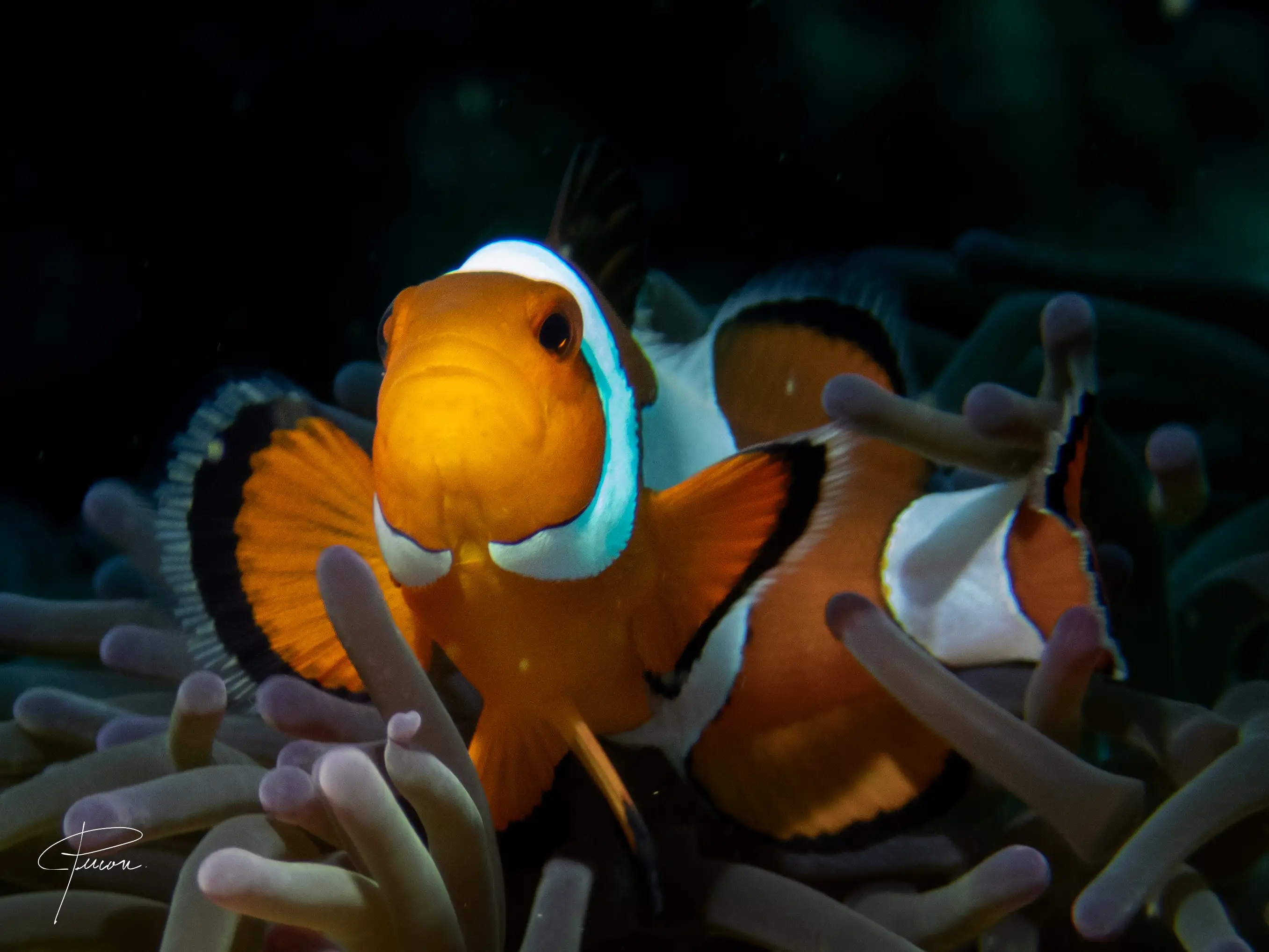 Clownfish - La Tortue Housereef - 5m